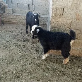 owlokly geçy