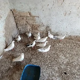 kepderi.
