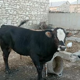 öküz