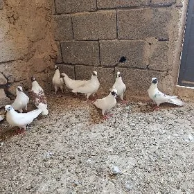kepderi
