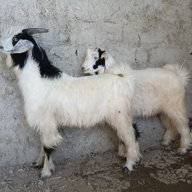 Cewiş