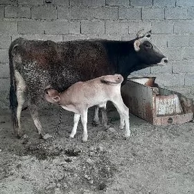 goleli sygyr