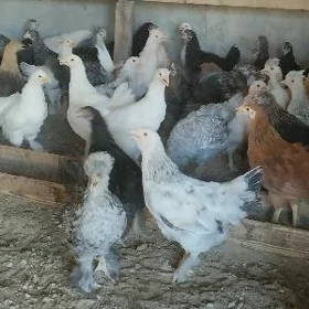 4 aýlyk jüýjeler (gigant)