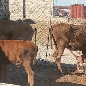 окуз туве