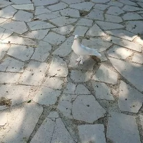 Kepderi