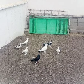 Kepderi