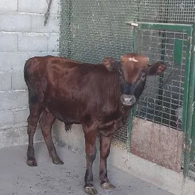 Ökuz