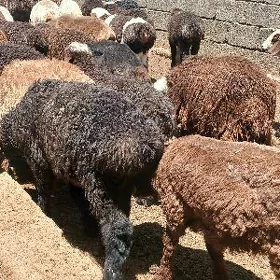 Tokli
