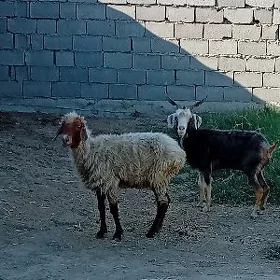 geçi goýun