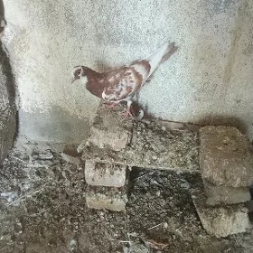 kepderi