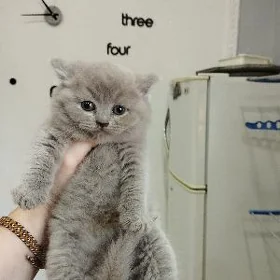 шотландские котята
