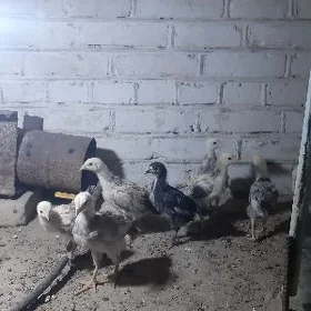balakly juyjeler 1 yarym aylyk