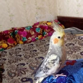 попугай карелла