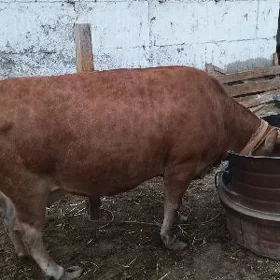 gysyr sygyr