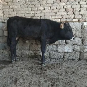 ŞWES OKÜZ ARASSA TOHUM