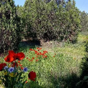 is göleyan