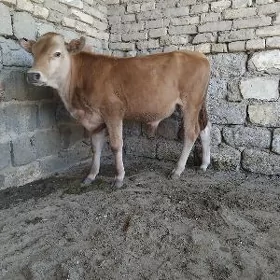 TOHUM OKÜZ ARASSA