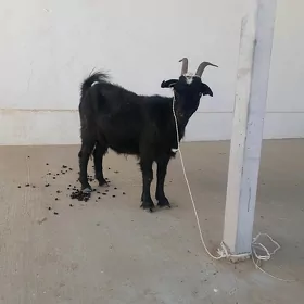 geci
