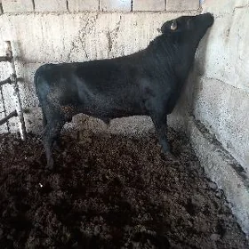 bakylan  öküz  we  tùwe