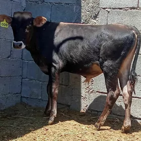 öküz