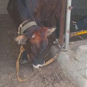öküz tüwe