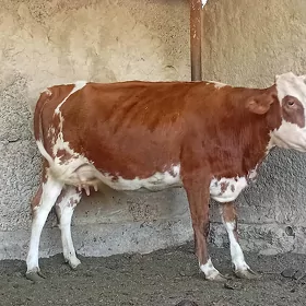 TUWE