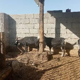Geci