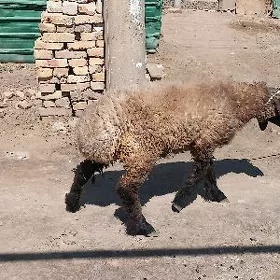 kocgar