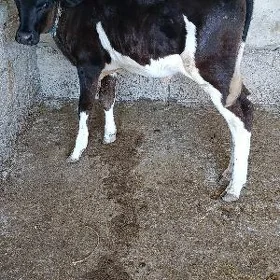 GALİŞDEÝİN ÖKÜZ ARASSA