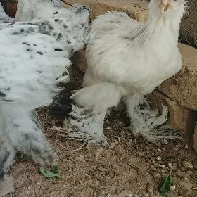 Arassa brama