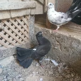 Kepderi Pawlin