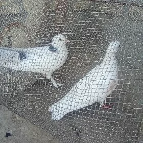 Kepderi