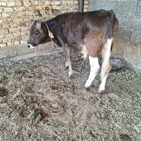 SIWES TOHUM OKUZCE MIŞGA