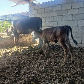 goleli sygyr