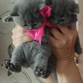 британские котята