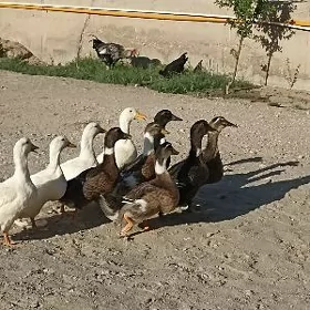 Ördekler