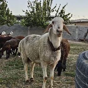 Gisar Goç