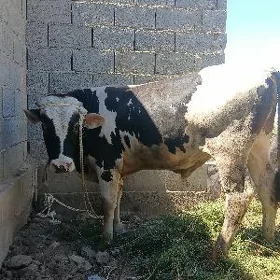 Oküz