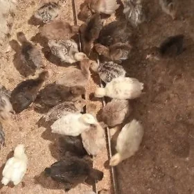 İnduk jüyje