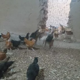 Towuk juyje