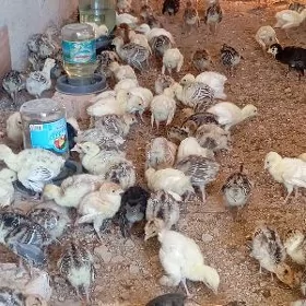 induk jûÿje