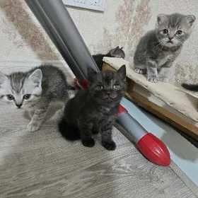 șotlandiskiy piṣijekler