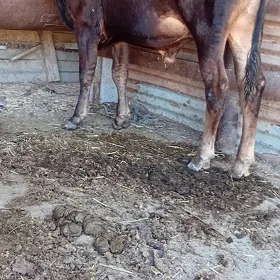 siwes öküz