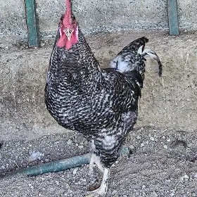 Horaz(orginal dominant)