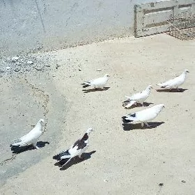 Kepderi