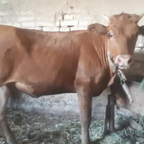 Gulajynlar