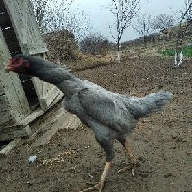 towuk