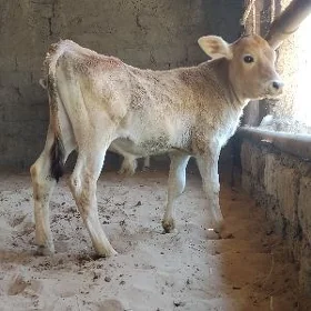arassa şwes öküz