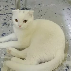 Шотландская вислаухоя Кошка