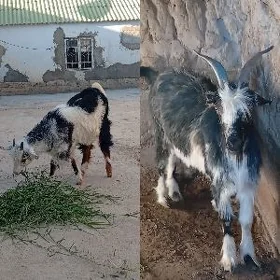 Geçi